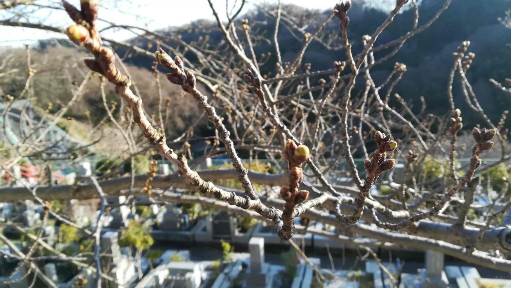 厚木桜開花状況2021年
